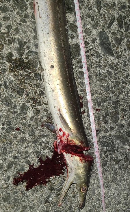 青物を狙ったつもりが・・・